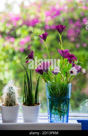 Schöne Blumen in einer Vase auf einer Fensterbank Stockfoto