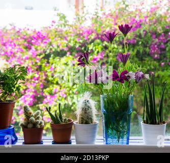 Schöne Blumen in einer Vase auf einer Fensterbank Stockfoto