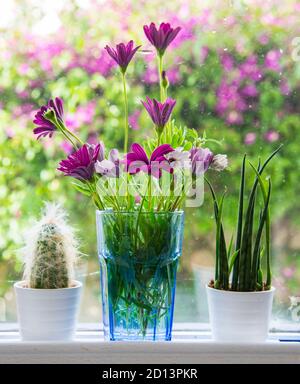 Schöne Blumen in einer Vase auf einer Fensterbank Stockfoto