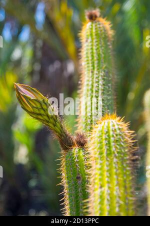 Kaktus blüht mit rosa Blüten in der Natur, Spanien Stockfoto