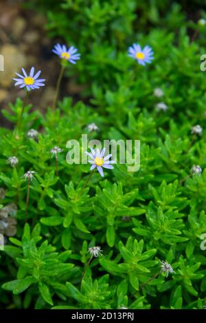 Blühende Gänseblümchen im Garten Stockfoto