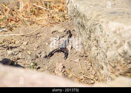 Skorpion lebt in Freiheit Stockfoto