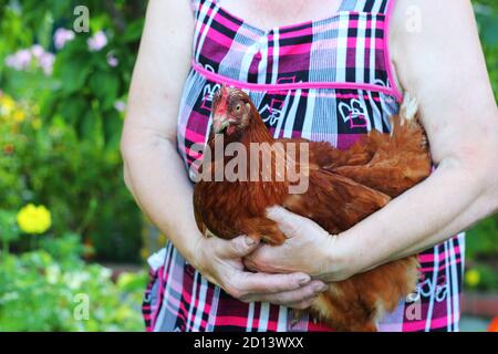 Ein hausgemachtes braunes Huhn sitzt in den Händen eines Ältere Frau Stockfoto