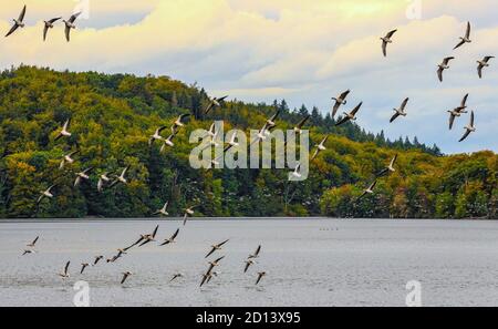 Gerade rechtzeitig zum Herbst kommen viele Gänse nach Dieksee, um dort den Winter zu verbringen. Stockfoto