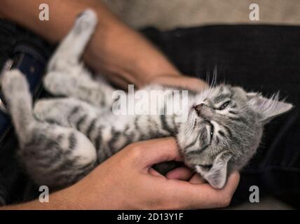 Kleines graues Kätzchen schläft auf Händen kleine Katze schläft Weiches Scharfstellen. Bild mit Rauschen und Körnung. Stockfoto