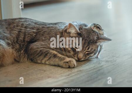 Ein kleines graues Kätzchen schläft mit einem Hamster. Eine kleine Katze schläft und ein Hamster läuft darauf. Konzept Freundschaft. Weichfokus. Stockfoto