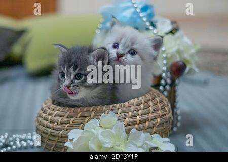 Zwei kleine KatzenGraue und weiße Kätzchen im Korb kleine Katzen sitzen im Korb Weiches Bild mit Rauschen und Körnung. Stockfoto