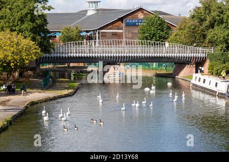 Schwäne auf Kennet und Avon Kanal im Stadtzentrum von Newbury, Berkshire, England, Großbritannien Stockfoto