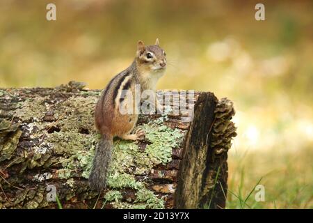 Ein kleiner östlicher Streifenhörnchen im Herbst sitzt auf einem Baumstamm Anhalten, um zurückzublicken