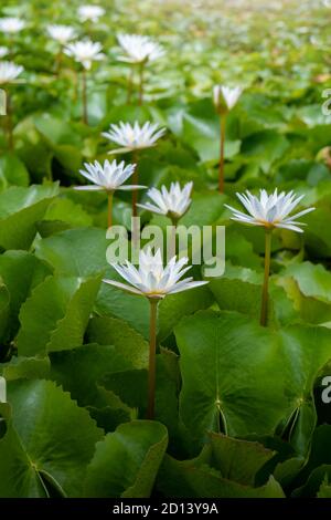 Weiße Lotusblumen im Lotusteich für die Landwirtschaft Stockfoto