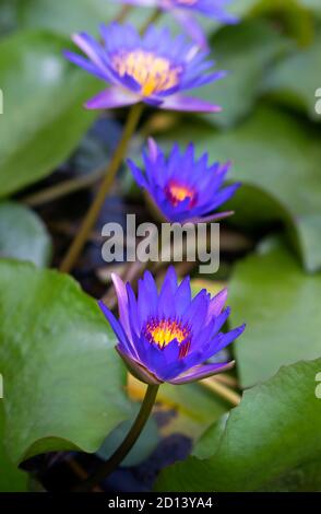 Lila Lotusblumen im Lotusteich für die Landwirtschaft Stockfoto