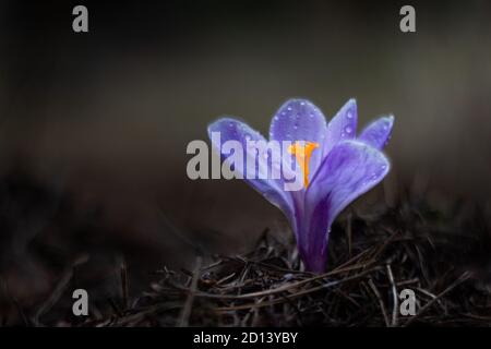 Nahaufnahme einzelne violette Krokusblüte auf dunklem Hintergrund, Kopierraum, weicher Fokus Stockfoto