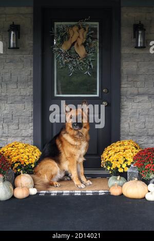 Deutscher Schäferhund sitzend auf Veranda zum Erntedankfest mit hausgemachten Kranz aufhängen an Tür eingerichtet. Heirloom Kürbisse, weißen Kürbisse, Regen Stockfoto