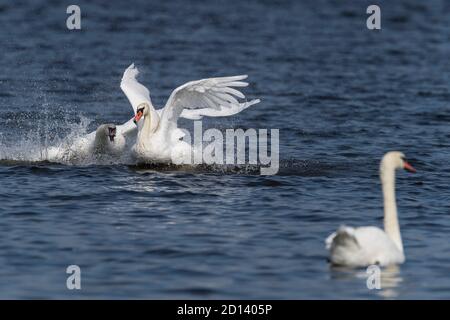 Kampf weißen stumm Schwäne auf dem Fluss Stockfoto