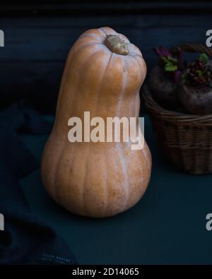 Ein langer reifer ganzer Kürbis in Nahaufnahme auf einem dunklen Hintergrund Stockfoto