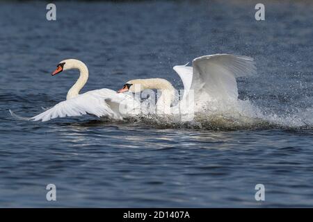 Kampf weißen stumm Schwäne auf dem Fluss Stockfoto