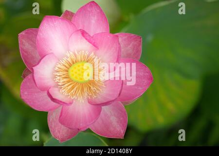 Heiliges Lotus Nelumbo Nucifera Nahaufnahme Stockfoto