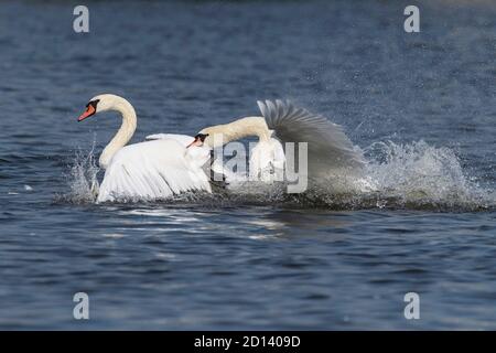 Kampf weißen stumm Schwäne auf dem Fluss Stockfoto