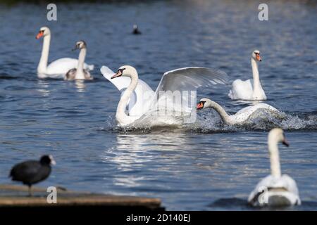 Kampf weißen stumm Schwäne auf dem Fluss Stockfoto