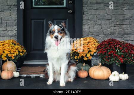 Schöne glücklich juvenile männlich Blue Merle Australian Shepherd Hund sitzt auf einer Veranda mit Mütter und Kürbisse für Thanksgiving Day dekoriert. Stockfoto