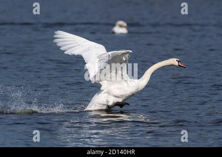 Stummer weißer Schwan beim Abheben Stockfoto