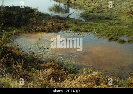 Kontaminierter See außerhalb der Stadt mit schwimmenden Reifen und Algen Stockfoto