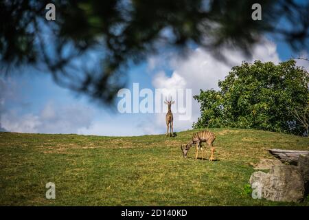 Herde Antilopen, die im Sommer auf einem grasbewachsenen Hügel herumlaufen Stockfoto