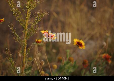 Im Herbstgarten wachsen orangefarbene Rudbeckia-Blüten Stockfoto