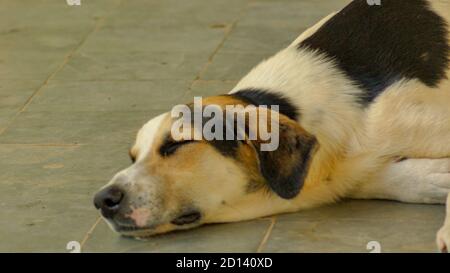Hund mutt schlafen im Hof Stockfoto