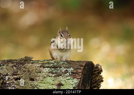 Ein süßer kleiner östlicher Chipmunk, der auf einem Baumstamm sitzt und Im Herbst sind es die Pfoten Stockfoto