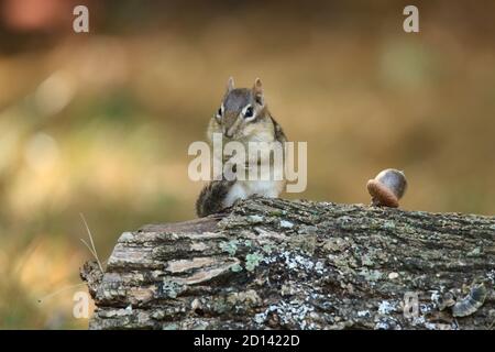 Niedliche kleine Chipmunk sitzt auf einem Log in Herbst Pflege Sein Schwanz