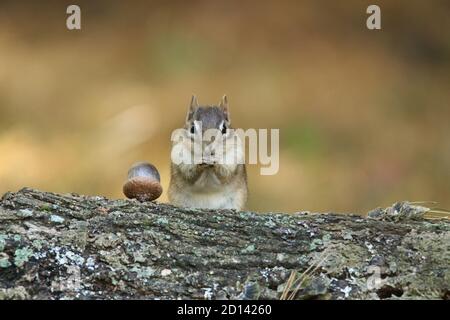 Niedliche kleine Fall Chipmunk String neben einer Eichel und Seine Pfoten putzen Stockfoto