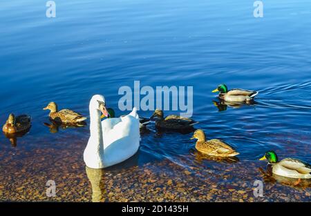 Schöne Schwäne an der Flussküste im Frühling in Osteuropa. Stockfoto