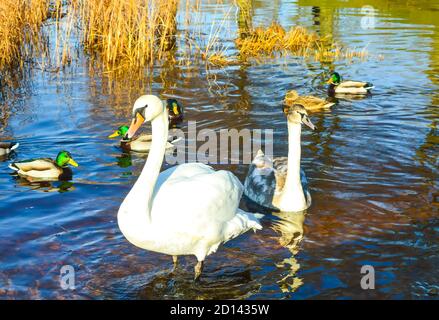 Schöne Schwäne an der Flussküste im Frühling in Osteuropa. Stockfoto