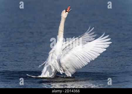 Stummer weißer Schwan beim Abheben Stockfoto