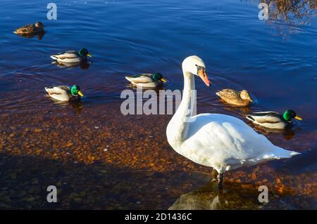 Schöne Schwäne an der Flussküste im Frühling in Osteuropa. Stockfoto