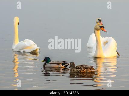 Wunderschöne Schwäne und Enten auf der Flussoberfläche bei Sonnenuntergang Stockfoto