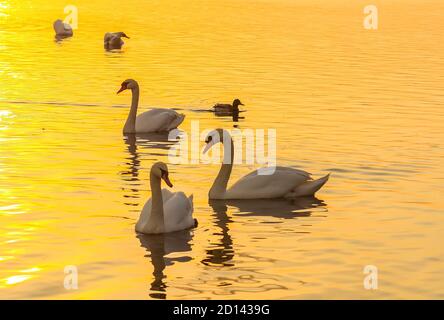 Wunderschöne Schwäne und Enten auf der Flussoberfläche bei Sonnenuntergang Stockfoto