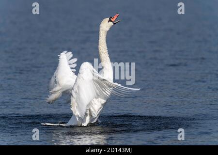 Stummer weißer Schwan beim Abheben Stockfoto