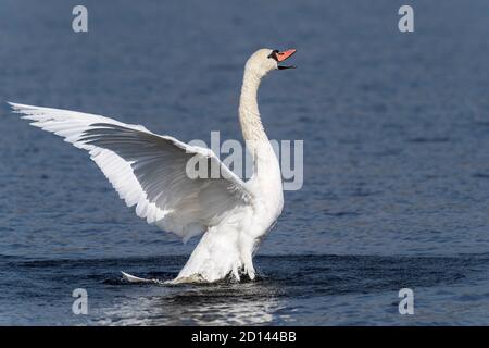 Stummer weißer Schwan beim Abheben Stockfoto