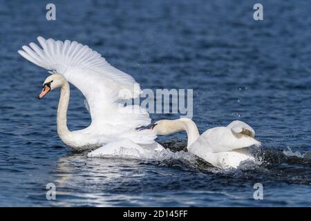 Kampf weißen stumm Schwäne auf dem Fluss Stockfoto