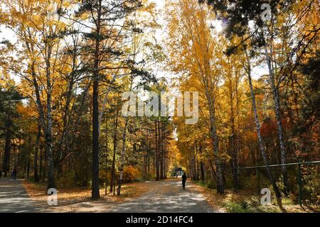 Indian Summer - ein Asphaltweg in einem Stadtpark zwischen Birken mit gelbem Laub. Herbsthintergrund. Stockfoto