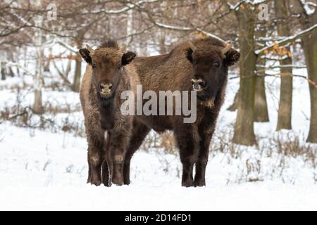 Zwei europäische Bisons stehen im Winter im Wald. Stockfoto