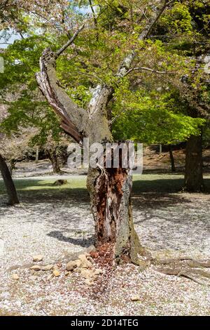 Alter, beschädigter Baum umgeben von gefallener Kirschblüte, Nara, Japan Stockfoto