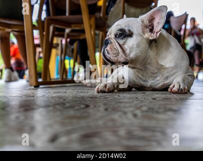 Nahaufnahme der Puppy french Bulldogge, die ruht und mit Interesse zur Seite schaut. Stockfoto