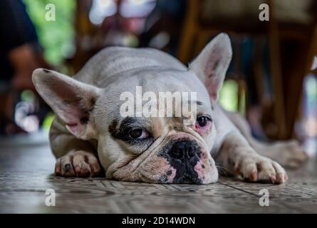 Nahaufnahme des Puppy french Bulldog, der sich ausruhte und die Kamera ansah. Stockfoto