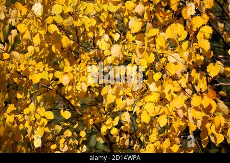 Herbst texturierter Hintergrund - gefallene gelbe Ahornblätter. Indischer Sommer. Stockfoto