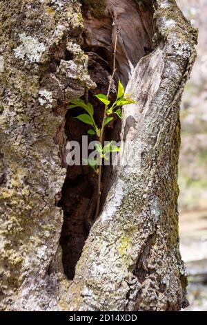 Neues Wachstum von einem alten Baum, Nara, Japan Stockfoto