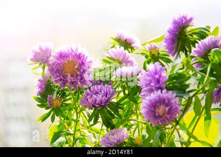 Blühende lila Aster in Töpfen auf dem Balkon Stockfoto