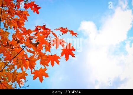 Leuchtend rot-orange Ahornblätter gegen den blauen Himmel. Farbenfroher Herbsthintergrund. Indischer Sommer. Stockfoto